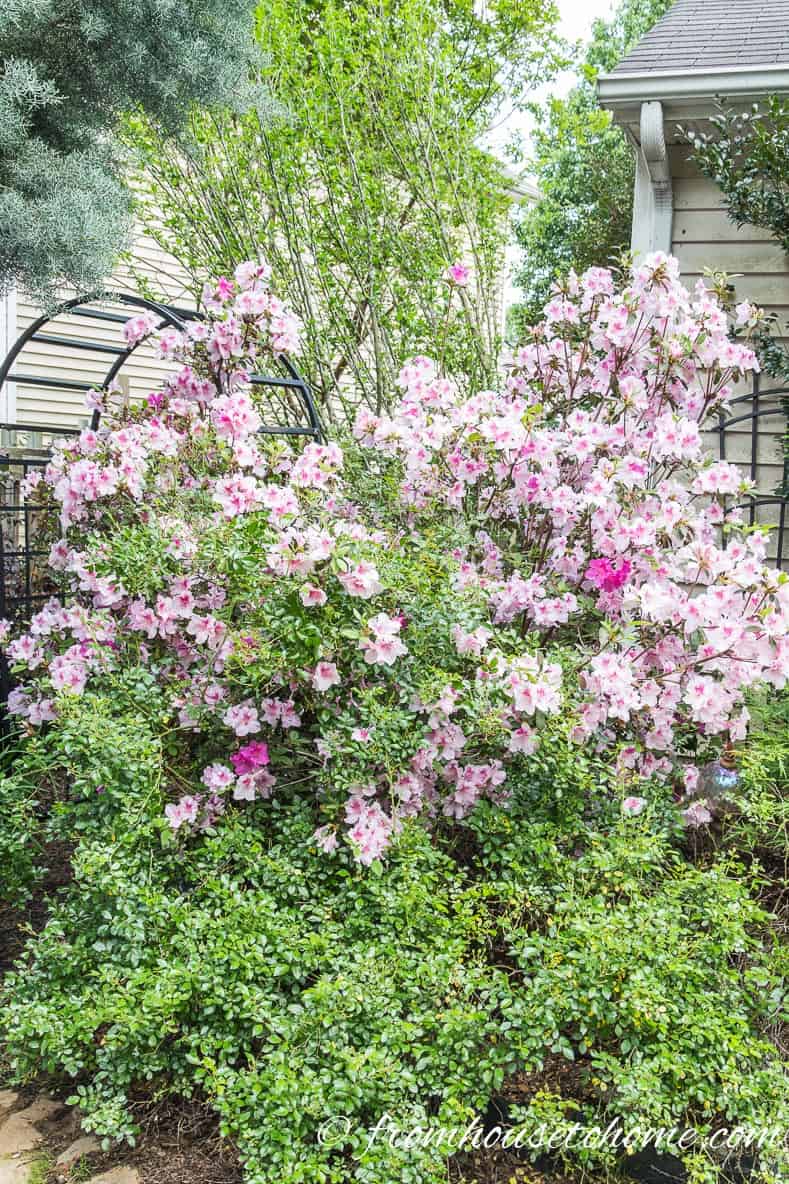 large Encore Azalea blooming in the garden