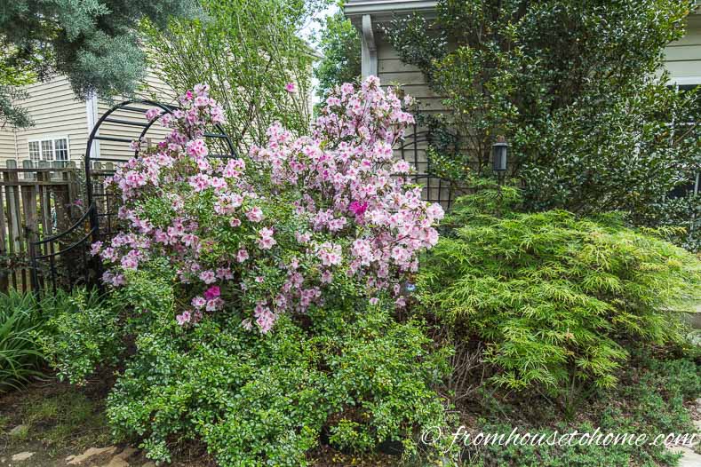 Encore Azalea 'Autumn Twist' blooming beside a Japanese Maple and Camellia