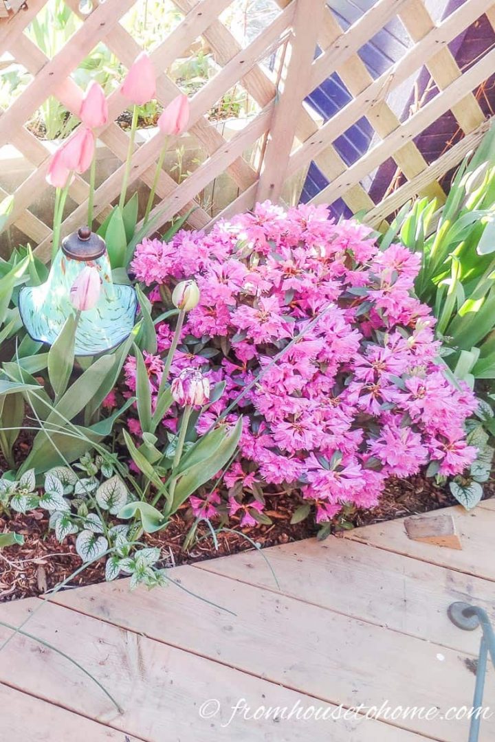 Rhododendron and bulbs