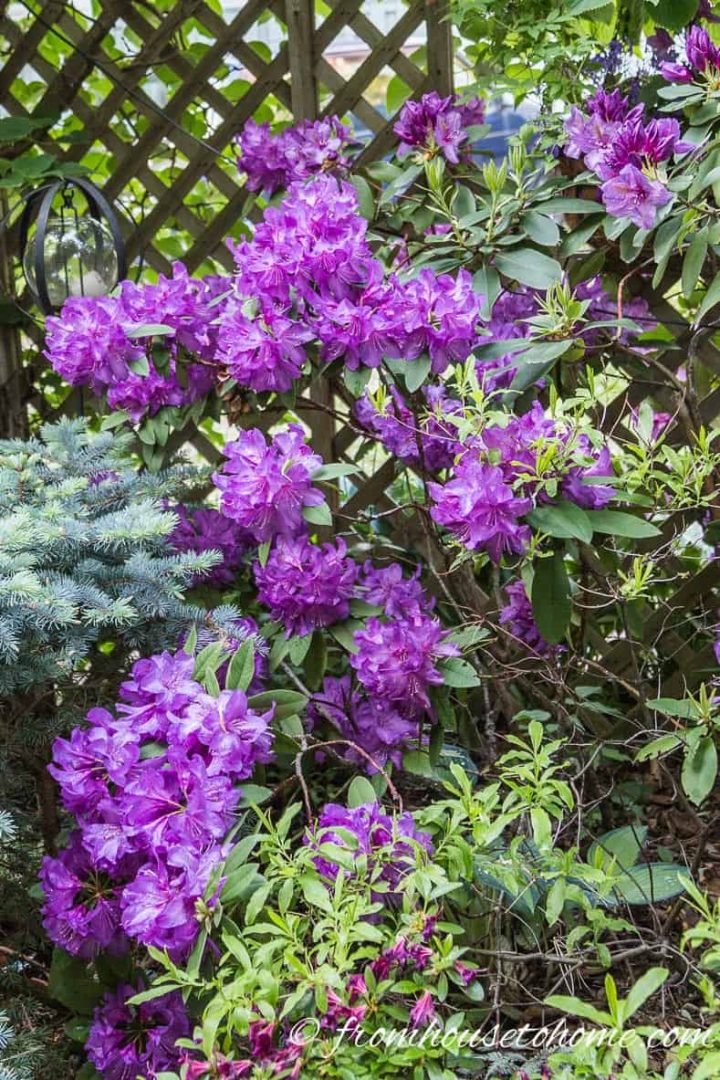 Rhododendron catawbiense