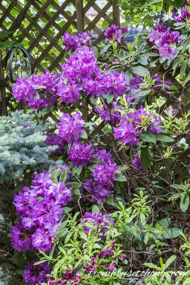 Purple flowers of Rhododendron catawbiense