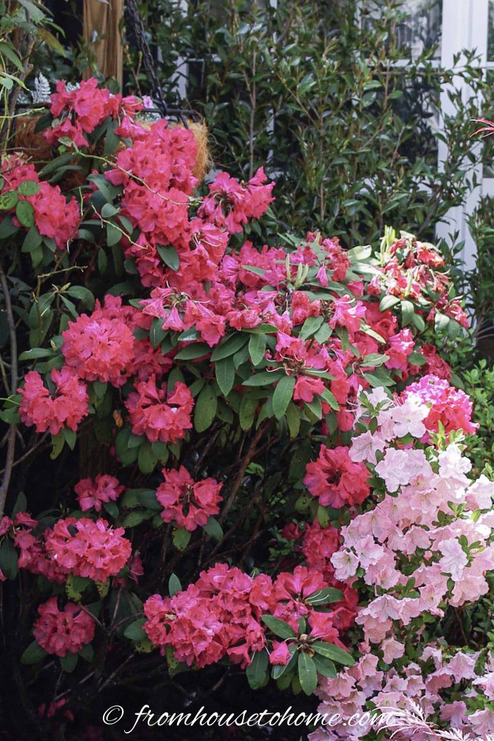 Pink Rhododendrons blooming in the garden
