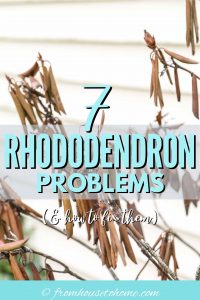 Rhododendron diseases