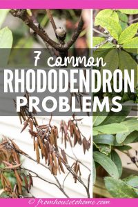 7 common Rhododendron diseases