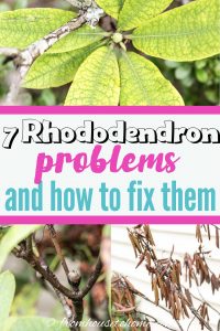 Rhododendron problems and diseases