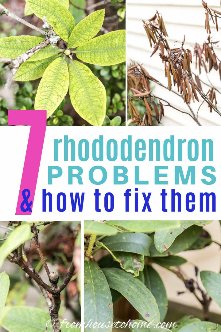 7 Rhododendron problems & how to fix them