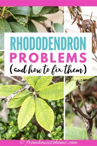 Rhododendron issues