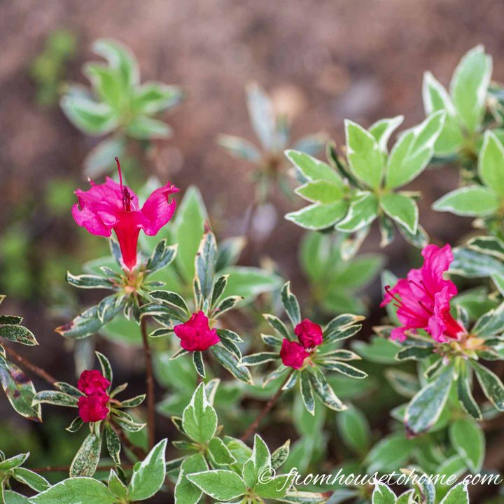 Bollywood Azalea with variegated foliage and pink flowers