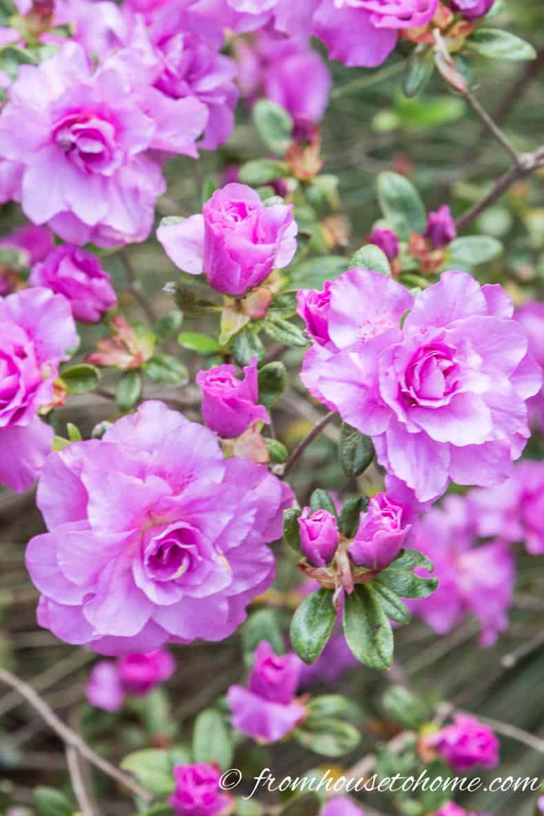 Amelia rose azalea with rose-like flowers