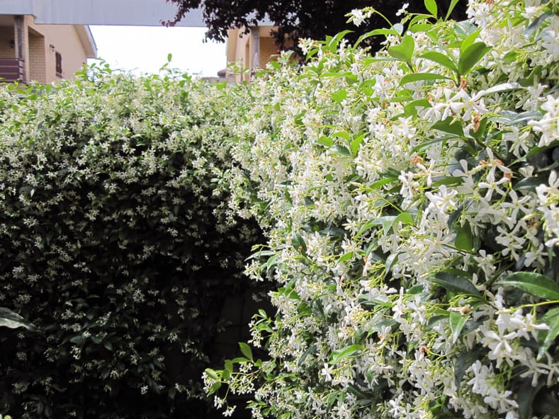 Confederate Jasmine by Petar43 (Own work) [CC BY-SA 3.0], via Wikimedia Commons | 9 of the Best Flowering Vines for Shade | When I needed to hide my neighbor's shed from view in my shady garden, I had a tough time finding flowering vines for shade that were non-invasive. This list of perennial shade vines has some really pretty plants that won't take over your yard.
