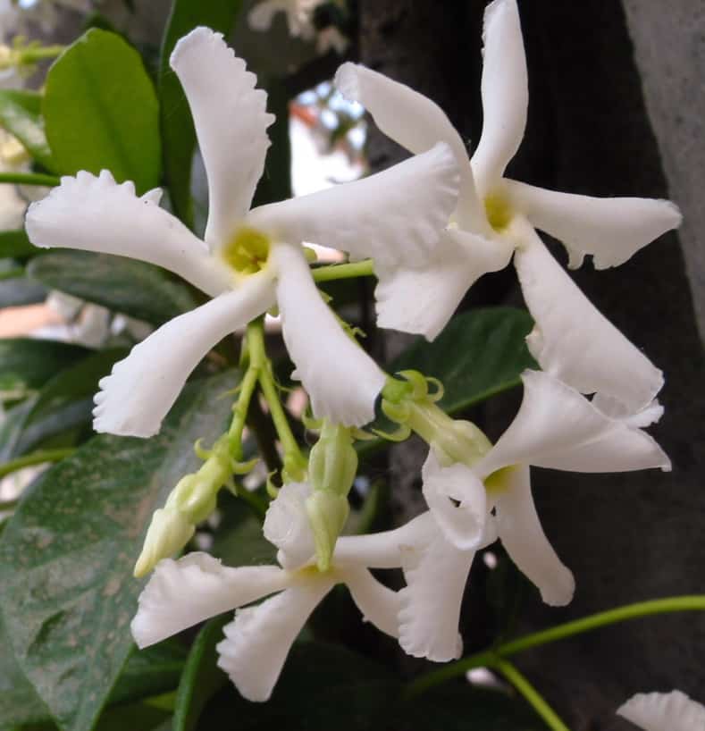Confederate Jasmine By pizzodisevo [CC BY-SA 2.0], via Wikimedia Commons | 9 of the Best Flowering Vines for Shade | When I needed to hide my neighbor's shed from view in my shady garden, I had a tough time finding flowering vines for shade that were non-invasive. This list of perennial shade vines has some really pretty plants that won't take over your yard.