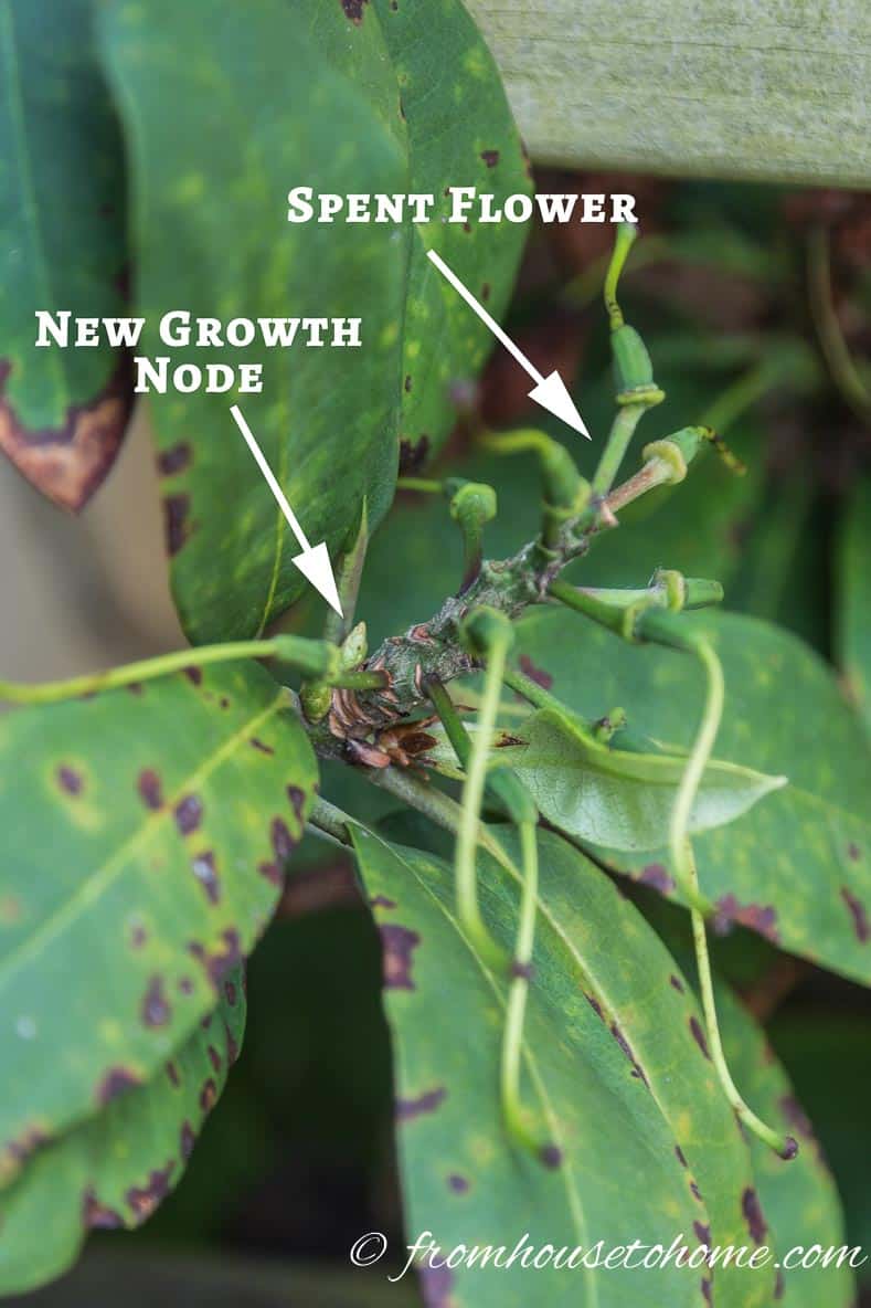 Where to deadhead a Rhododendron