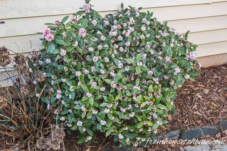 Winter Daphne blooming