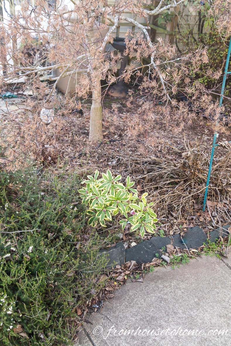 Daphne about to bloom in the winter garden