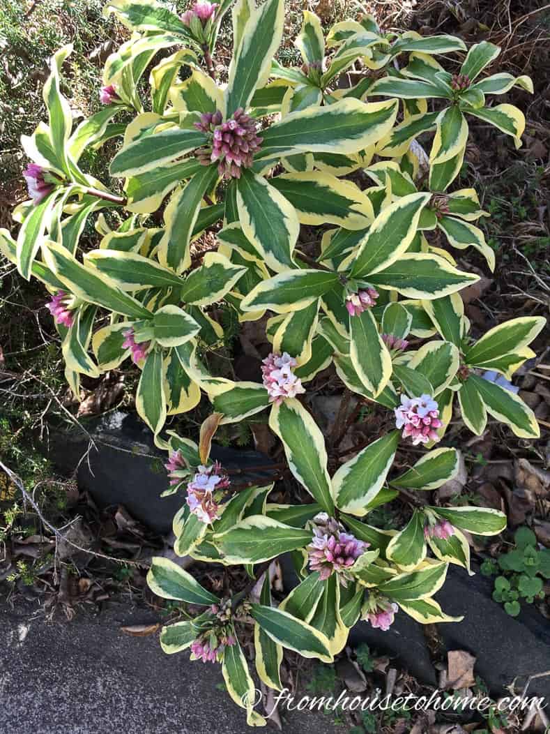 Daphne odora 'Aureo Marginata'