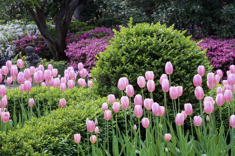 Pink tulips blooming with evergreen bushes