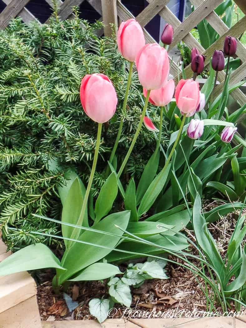 Bulbs with evergreens