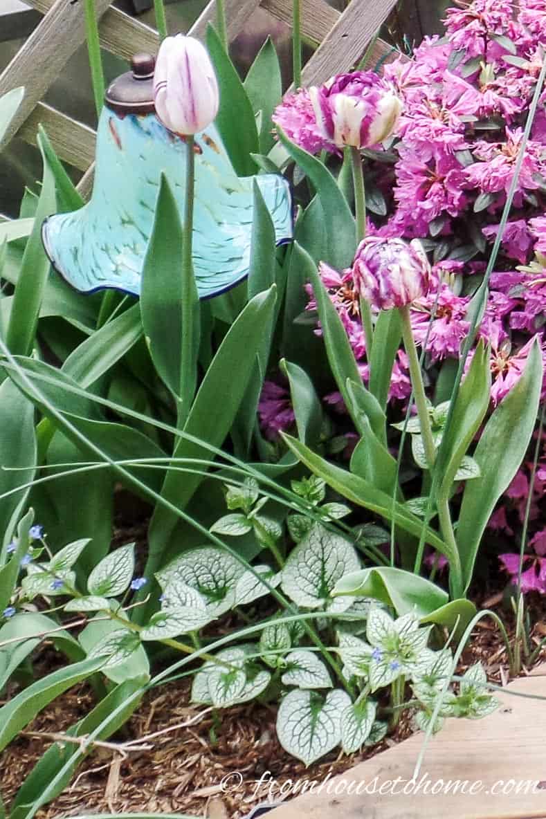 Bulbs with Brunnera