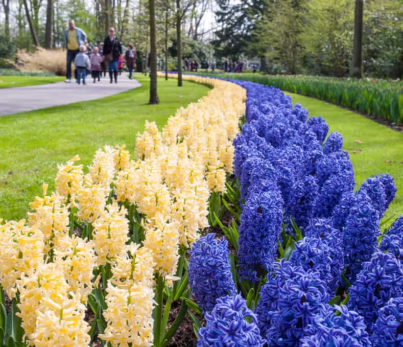 Lots of hyacinths