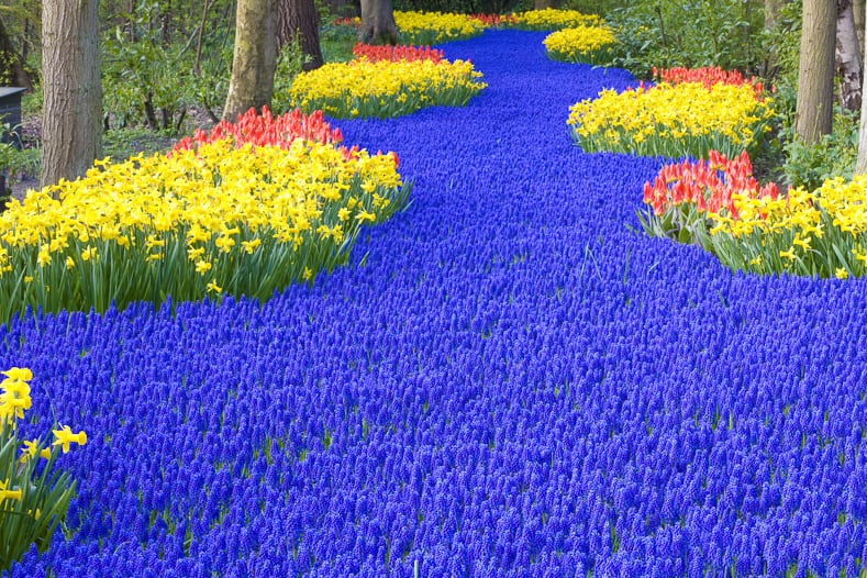 A river of Muscari with daffodils and tulips in Keukenhof gardens, Netherlands