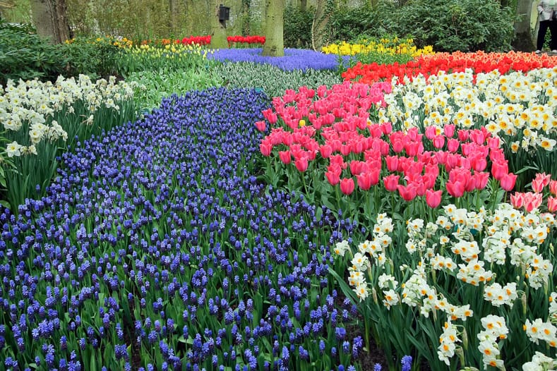 Drifts of bulbs in Keukenkof Garden, Netherlands