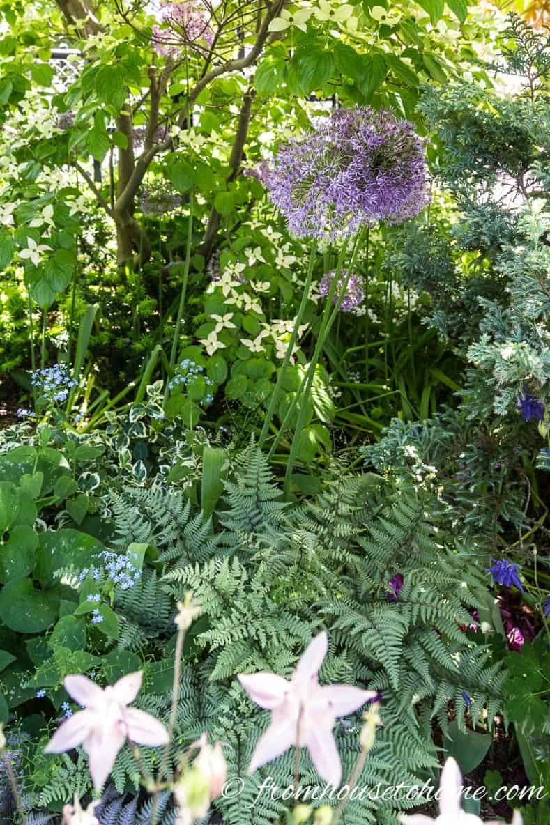Ferns and alliums