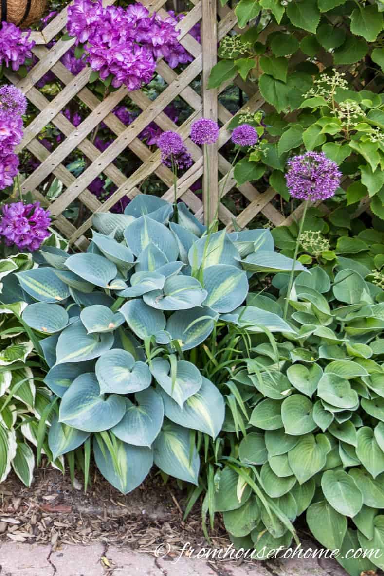 Hostas and alliums growing in a garden bed