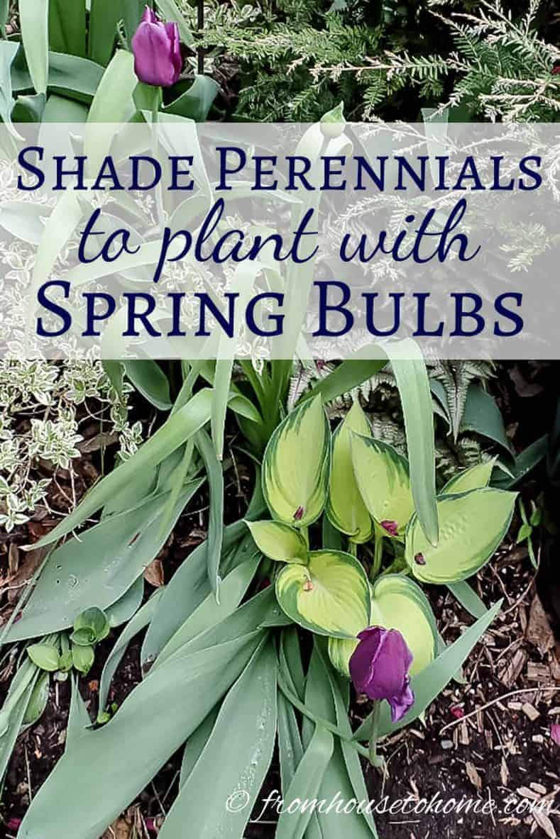 spring flowering perennials to hide tulip leaves
