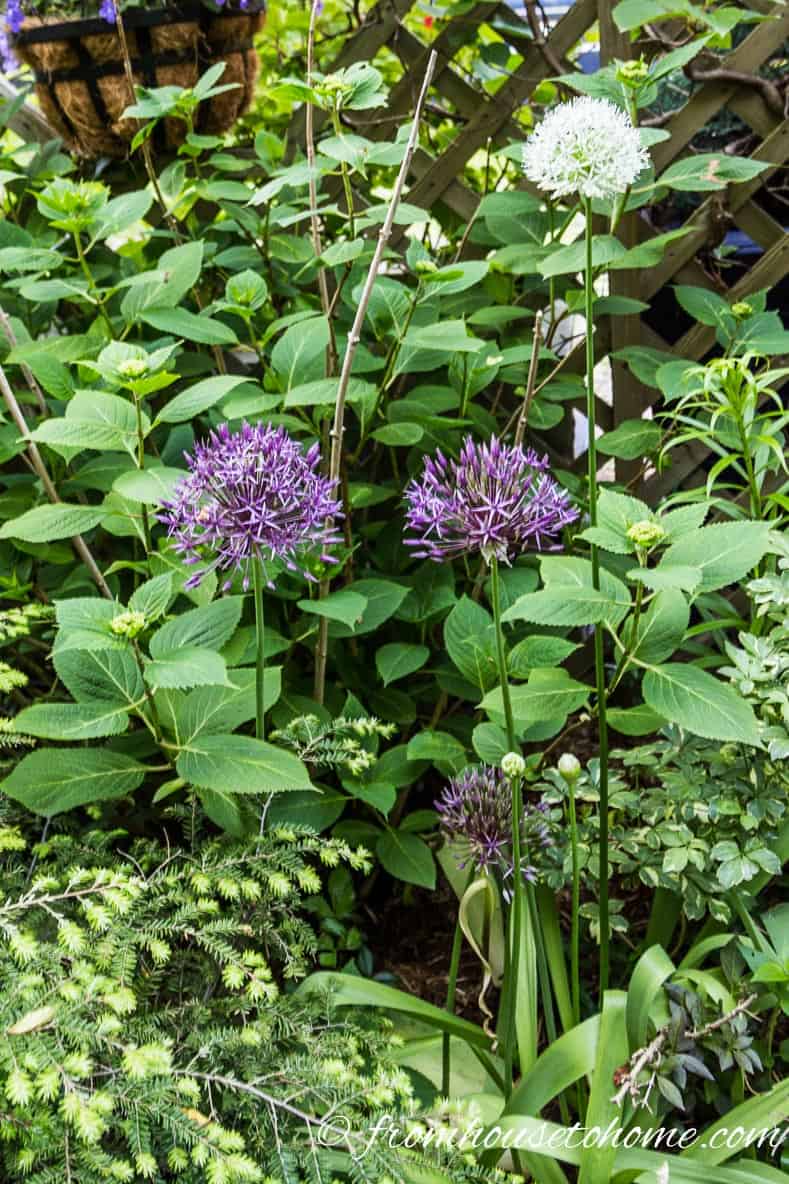 Alliums growing with Hydrangeas