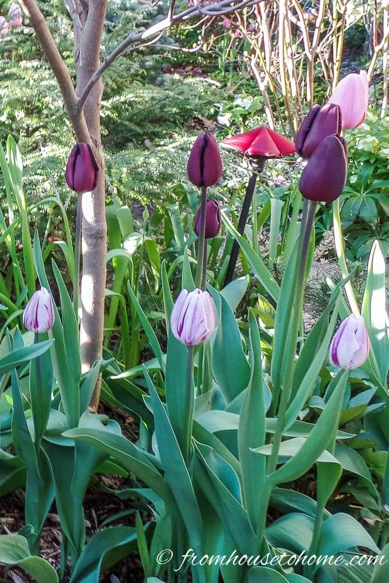 How To Plant Bulbs In The Fall For Lots Of Blooms In The Spring