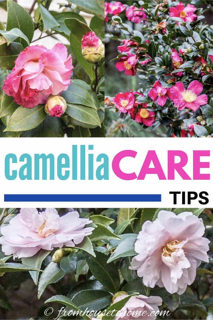Camellia care tips