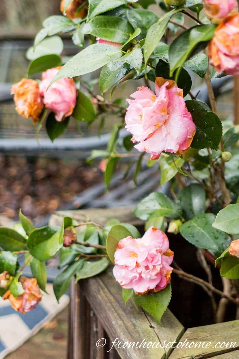 Camellia japonica 'Debutante'
