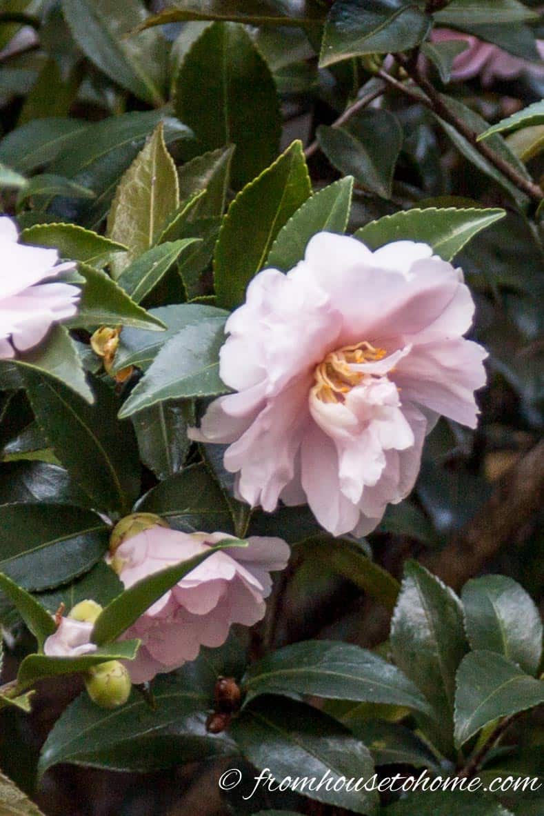 Camellia japonica 'Mrs D.W. Davis'