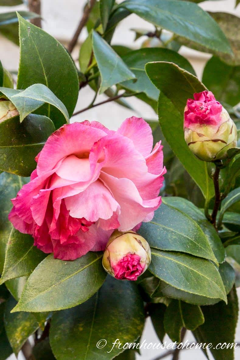 Camellia japonica 'Nuccio's Jewel'