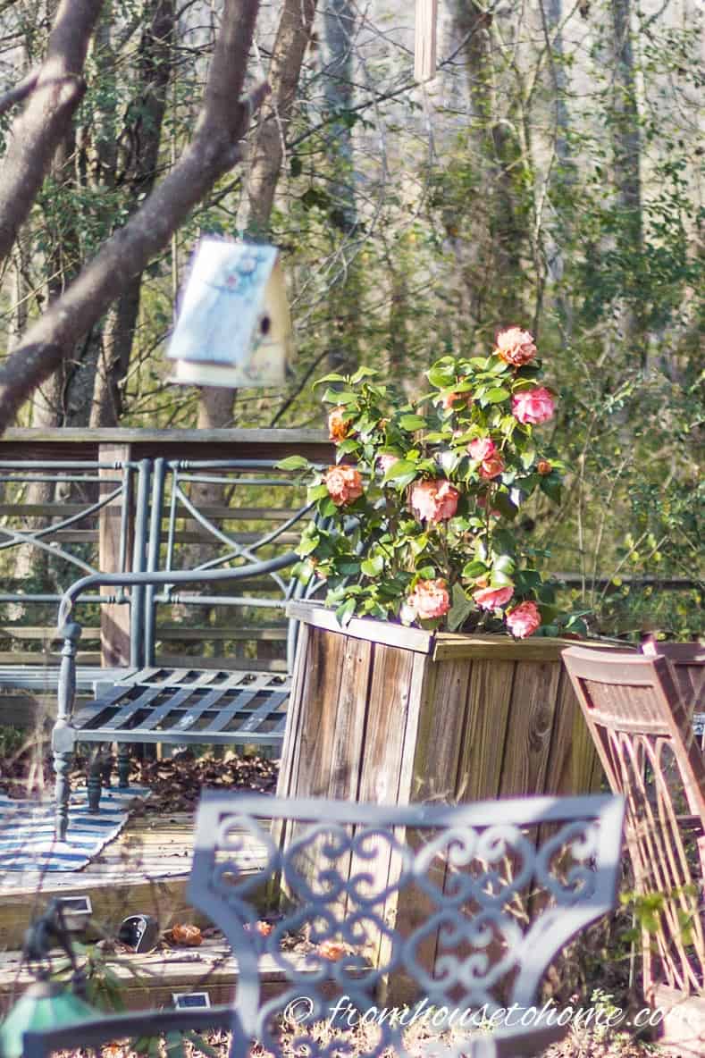 Camellia in a container by the deck