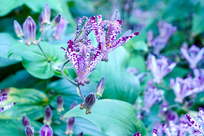 Purple and white toad lily flowers
