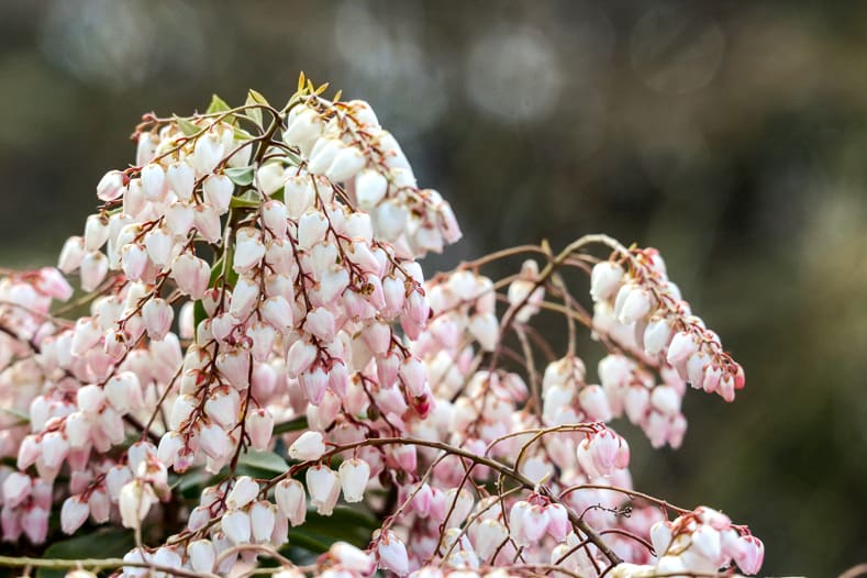 White and pink pieris japonica | © PATARA - stock.adobe.com