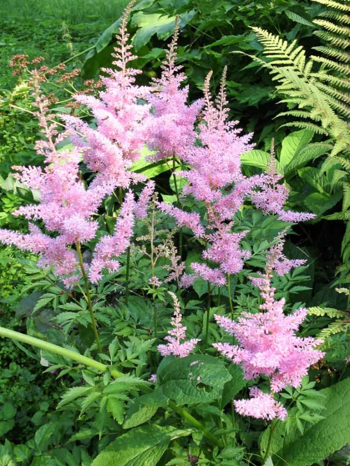 Pink Astilbe flowers