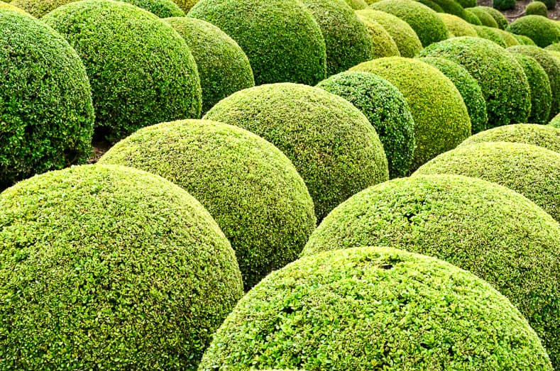 Boxwood - Green garden balls in France | © wjarek - stock.adobe.com