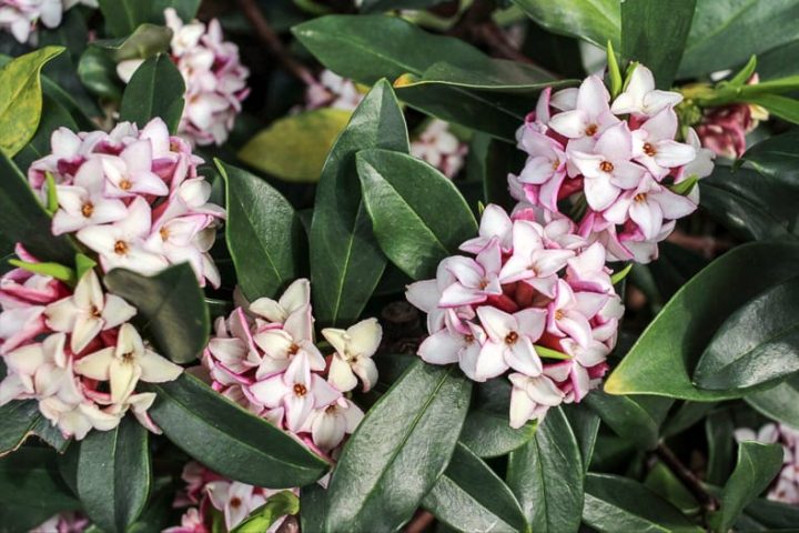 Pink Daphne flowers