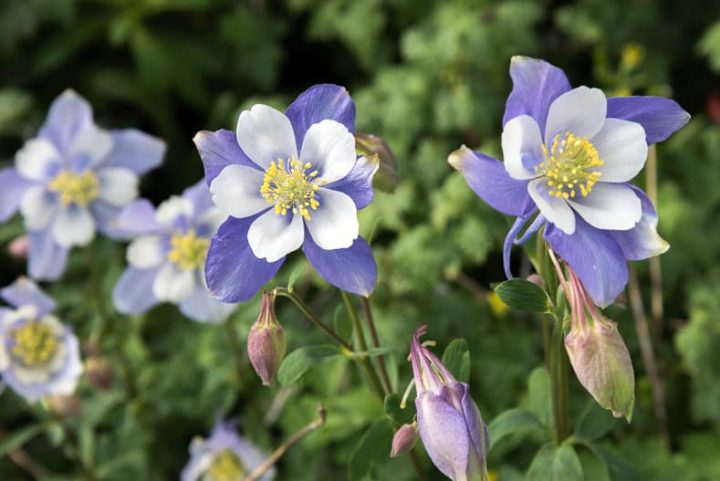 Rocky Mountain Blue Columbine Flowers