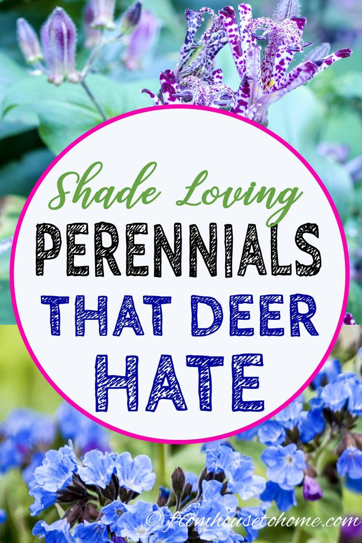 Shade loving perennials that deer hate