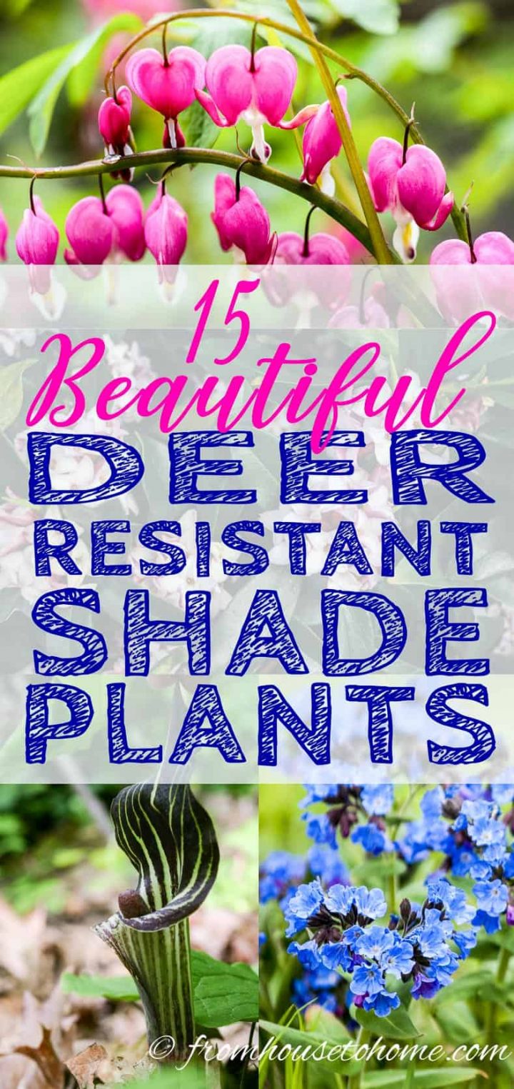 Deer resistant shade plants