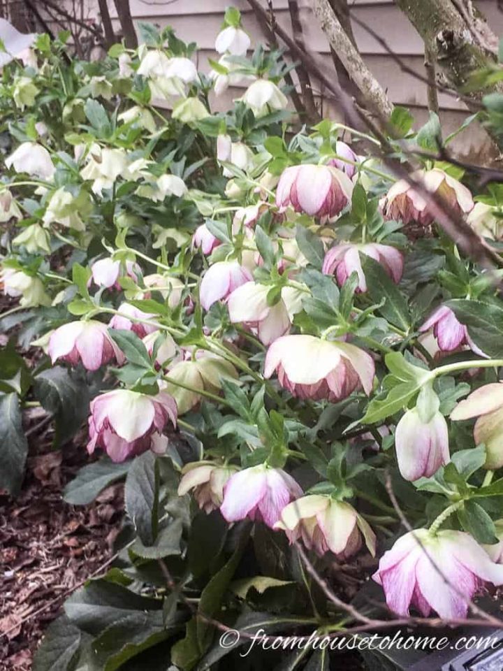 Hellebores blooming all along the sidewalk
