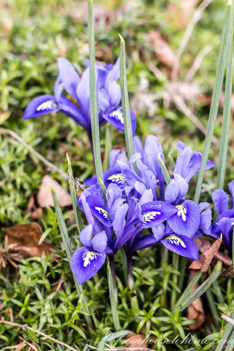 15 Of The Best Easy Care Perennials With Beautiful Blue Flowers