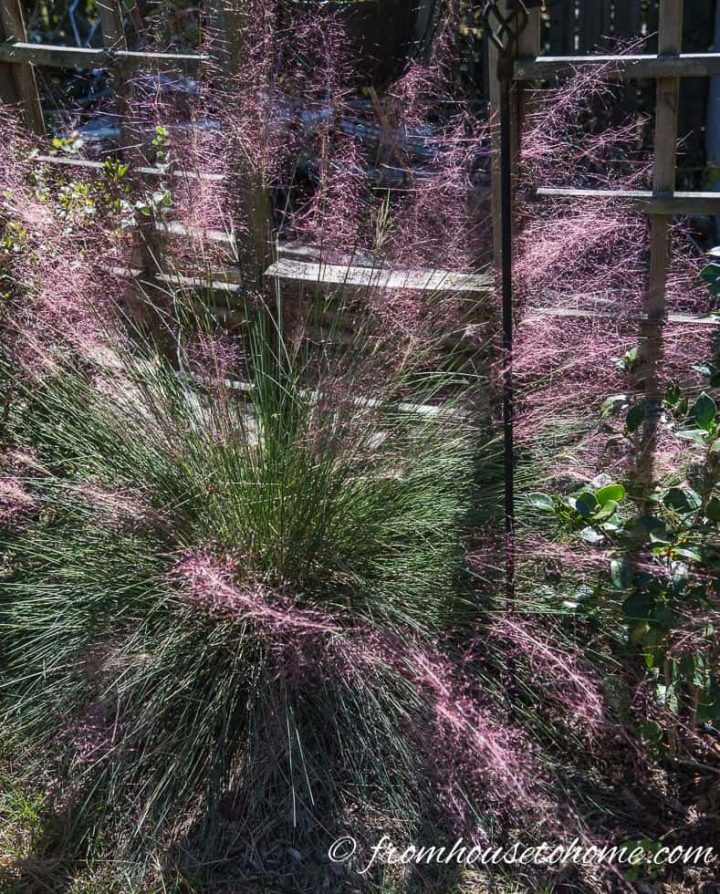Pink Muhly Grass growing in front of a fence