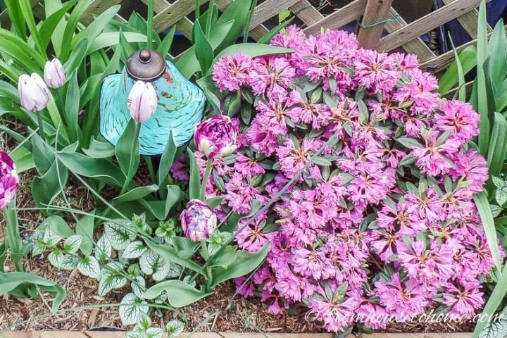 PJM Rhododendron blooming with tulips in the garden