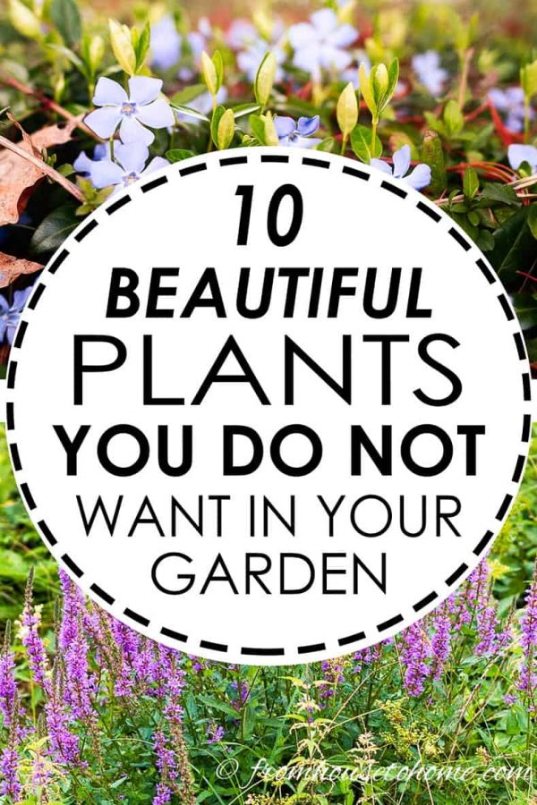 10 Beautiful Plants You Do Not Want In Your Garden