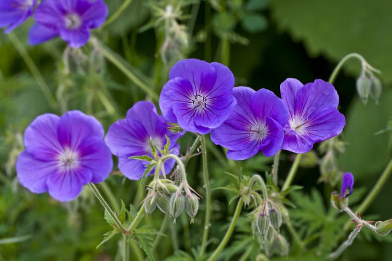 Blue meadow cranesbill