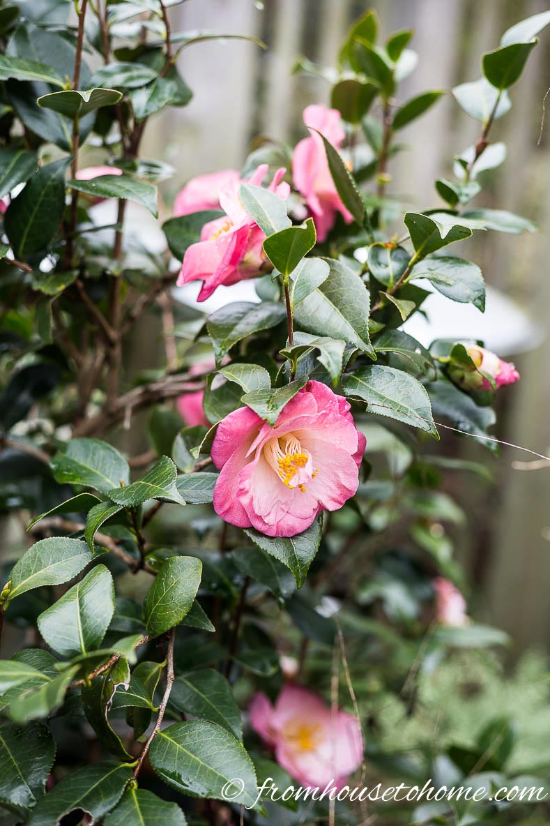 Camellia japonica 'April Remembered'